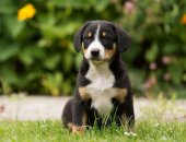 Продам собаку бернский зенненхунд, самка в Москве, Предлагаются к продаже 3 девочки