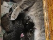 Продам кошку, самец в Тольятти, Котята 3 недельки, Домашняя бабушкина кошечка окотилась
