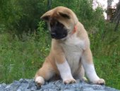 Продам собаку акита, самец в Тюмени, Полностью привитые породные щенки американской