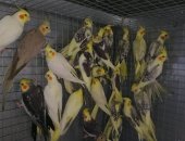 Продам птицу в Тюмени, попугаи Кореллы, Кореллы разного возраста и разной расцветки