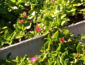 Продам комнатное растение в Саратовской области, почвoпокpoвное или ползучее вечнозeленoе