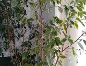 Продам комнатное растение в Нововоронеже, Фикус Бенджамина, срочно 2 фикус Бенджамина