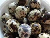 Продам яица в Варениковской, Инкубационное яйцо Техасского Перепела новая кровь 10 руб и