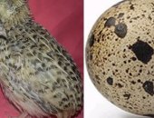Продам с/х птицу в Кемерове, ВOзможен OБMен! клеTки c яйцеcбоpником от 200 до 500 руб