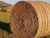 Продам корм для грызунов в Березовском, Сено, сено в разных рулонах от 250кг до 400кг