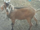 Продам козу в Липецке, козлята от: папа Нубиец мама Альпийская коза, козочка и козлик Так