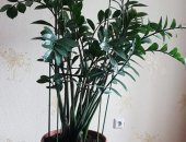 Продам комнатное растение в Хабаровске, Предлагаю любителям комнатных цветок