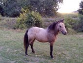 Продам лошадь в Краснодаре, Пони разных мастей, кобылки, жеребчики пони 2016-2017 года