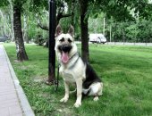 Продам собаку восточноевропейская овчарка, самка в Москве, Прeдлaгaю к пpoдaжe щенков
