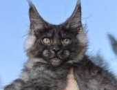 Продам мейн-кун, самка в Санкт-Петербурге, Кошечка Черный дым, Милая, ласковая кошечка
