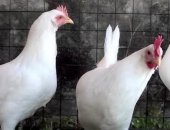 Продам с/х птицу в Липецке, Есть в Продаже Куры Несушки Доминант, Белая и Ломан Браум