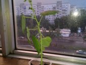 Продам комнатное растение в Пензе, Гибискусы, Цена от 70р в зависимости от размера