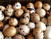Продам яица в Саранске, Перепелиные - полезный продукт, экологически чистый, произведен в