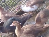 Продам с/х птицу в Западной Двине, Мускусные утки, мускусные утки индоутки, 3, 5 месяца