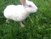 Продам в Красном Боре, Кролики разный возраст, за месяц, прививки сделаны по возрасту