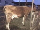 Продам в Усть-Джегуте, Корова стельная, корову стельную, дает примерно 16-18 литров
