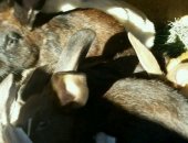 Продам в Красном Боре, Кролик Породы Калифорнийский Баран, оптом почти 40 кроликов- самки