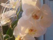 Продам комнатное растение в Санкт-Петербурге, Шикарная обильноцветущая белая орхидея