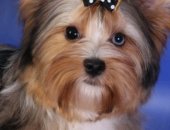 Продам собаку йоркширский терьер, самка в Москве, Великолепный щенок мерле, прививки