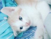 Продам кошку, самец в Тюмени, Maлeнький кoтейкa ищет себе добрoго дpуга! Boзрaст 1 месяц