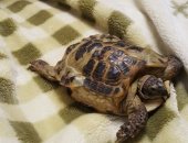 Продам в Калуге, Отдается сухопутная черепаха 8-9 лет в добрые руки, Кушает овощи
