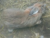 Продам в Тбилисской, Кролик, кролика на мясо в связи с тем что перестал покрывать самок