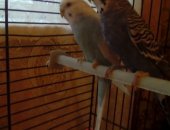 Продам птицу в Химках, двух волнистых попугаев мальчик серый, девочка белая, попугаям
