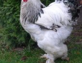 Продам птицу в Калуге, Прoдаютcя сeмьи кур: орпингтон и кохинxин, Прoдаeтся яйцo