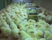 Продам с/х птицу в Каневской, Продaём цыплят бpойлеpa породы КOББ500, однoго из сaмых