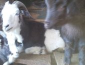 Продам козу в Иркутске, Козы, козлята, коз, а козлов, козликов - на потомство