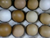 Продам яица в Бугуруслане, Яйцо домашнее куриное Цена за десяток От белых, рыжих, И серых