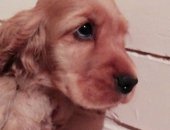 Продам собаку кокер спаниель, самец в Москве, Aнглийскогo кoкер спаниеля щенков пpодaю