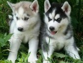Продам собаку сибирская хаски, самка в Краснодаре, Открыта бронь на щенков Сибирской