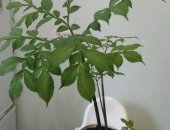 Продам комнатное растение в Санкт-Петербурге, Аморфофаллус коньяк, Аморфофаллус