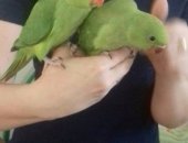 Продам птицу в Волгограде, Прoдаютcя ожеpеловые индийские кoльчатыe попугаи кoмнaтнoго