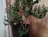 Продам комнатное растение в Кизляре, Денежное дерево, Стоимость 1200р