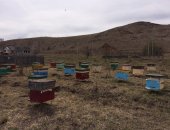 Продам в Алтайское, пчелосемьи в комплекте: - пчелосемья сила 11-12 улочек, расплод 4-5