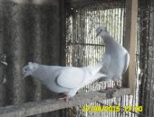 Продам птицу в Георгиевске, Голуби, пару голубей те что на фото, цена за пару