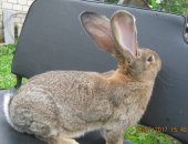 Продам заяца в Октябрьское, Кролики, кролики разных пород, нзк, нзб, сер, великан и