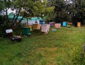 Продам мёд в Серпухове, с личной пасеки, 100 натуральный, 850р за литр, Имеется в сотах
