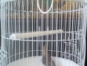 Продам птицу в Ростове-на-Дону, Корелла с клеткой, попугая кореллу с новой клеткой