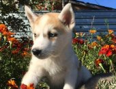 Продам собаку сибирская хаски, самка в Новосибирске, щеночков, рождены 25, 07, 18, Серого
