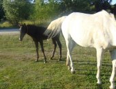 Продам лошадь в Николаевке, Верховая кобыла, кобыла полукровной породы 6лет с жеребенком