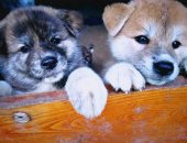 Продам собаку акита, самка в Тимашевске, Предлагаем щенков Японской Акиты, 3 мальчика и 2