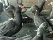 Продам с/х птицу в Краснодаре, Индоутки коричневые, есть селезни, Хорошие жирненькие