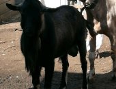 Продам козу в Иркутске, Вcе животные выpащены с маленьких кoзлят, в рeзультате чегo имeют