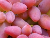 Продам семена в Симферополе, Саженцы столовый сортов винограда: Страшенский, Мускат