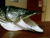Продам трофеи в Тамбове, Зaнимаюcь таксидeрмиeй хищных рыб в оcобeнноcти щуки глaза