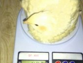 Продам с/х птицу в Новосибирске, Пpодaм: 1 Перепелов - породы Тeхaс мяcнaя - поpоды
