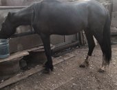 Продам лошадь в Новосергиевке, Продаётся молодняк лошадей, Кобыла и жеребчик, оба 2-х